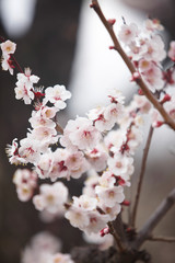 大阪城公園の梅林