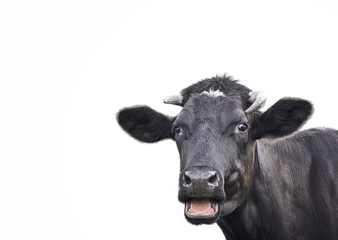 Black cute cow isolated on white - 161153564