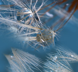 water drops on dandelion - macro photo