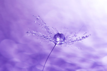 Macro of a dandelion with drops of water