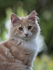 Naklejka na ściany i meble Norwegian forest cat youngster