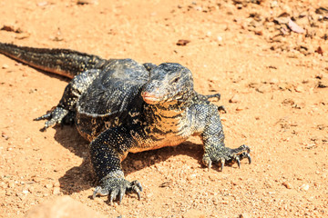 Water monitor lizard