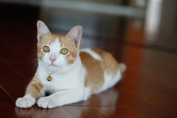 Obraz premium the cat is look striving
