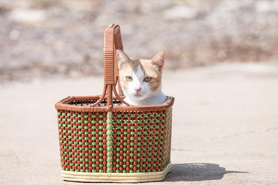 The cat is misbehave in basket