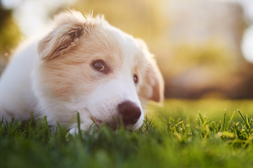 Cute puppy looking up on grass