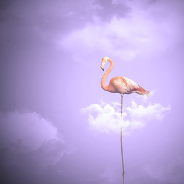 Flamant rose sur fond de nuage - Phoenicopterus roseus

