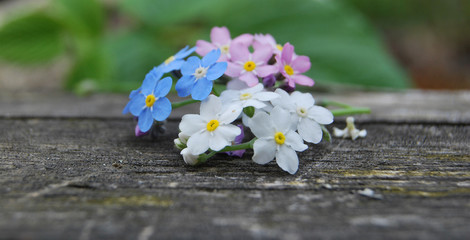 Flowers forget-me-not flowers, three colors: white, blue and pink on a wooden table