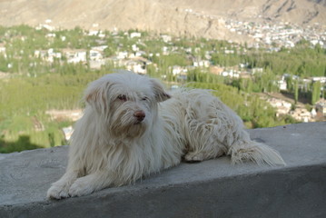 Dog in Leh