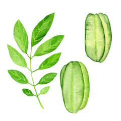 watercolor illustration of star fruit with leaves on white