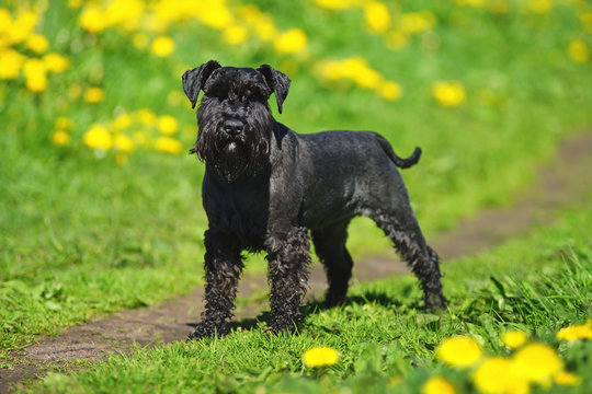 Black Miniature Schnauzer dog staying on a green grass with yellow dandelions at sunny spring weather