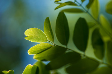Green leaf natural background. 