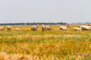Przewalski's horses in the steppe