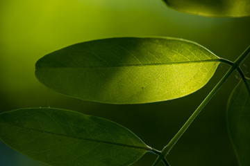 Green leaf natural background. 
