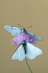 Fototapeta premium Black-veined white butterflies on flower