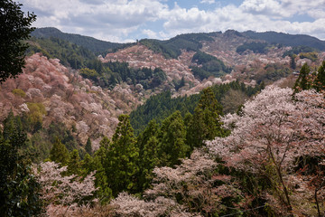 Fototapeta na wymiar 吉野の桜、