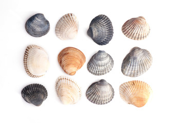 Group of seashells