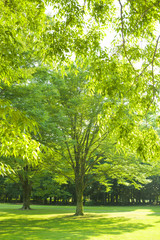 公園　木