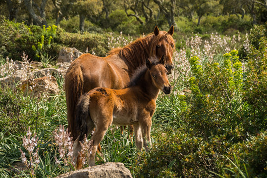 Sardegna, cavallini della giara di Gesturi
