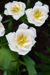 Flower Tulip white, spring landscape, macro, overhead view