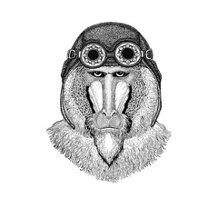 Monkey, baboon, dog-ape, ape wearing aviator hat Motorcycle hat with glasses for biker Illustration for motorcycle or aviator t-shirt with wild animal