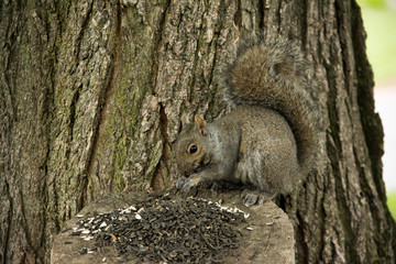 squirrel feeding