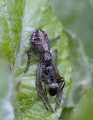 Паук-рысь. Охота на муравья.