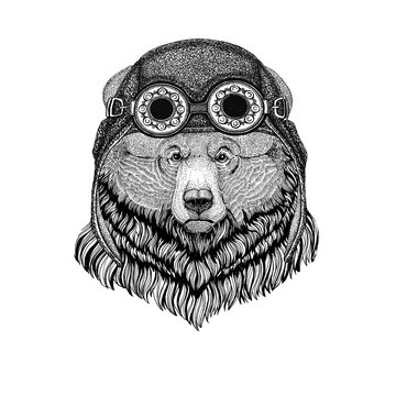 Grizzly bear Big wild bear wearing aviator hat Motorcycle hat with glasses for biker Illustration for motorcycle or aviator t-shirt with wild animal