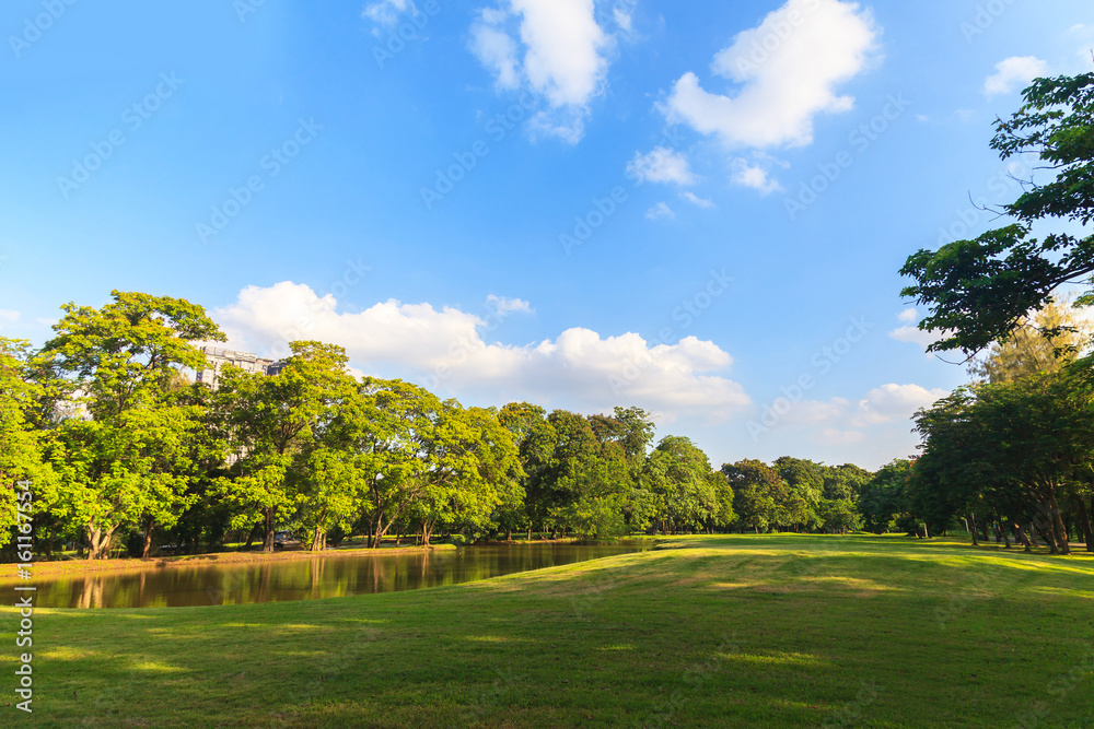 Wall mural green trees in beautiful park under the blue sky