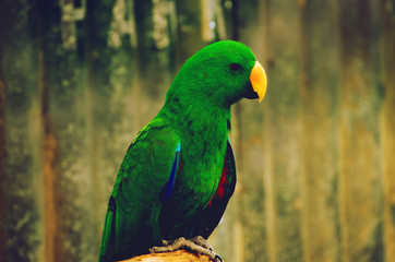 Australian parrot