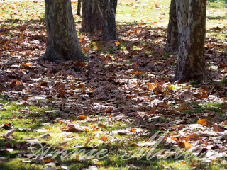 Leaves on the ground with shadows of trees among them