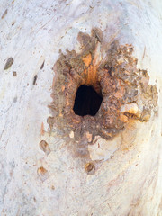 Grey Ghost gum tree with hole that birds have made a nest in