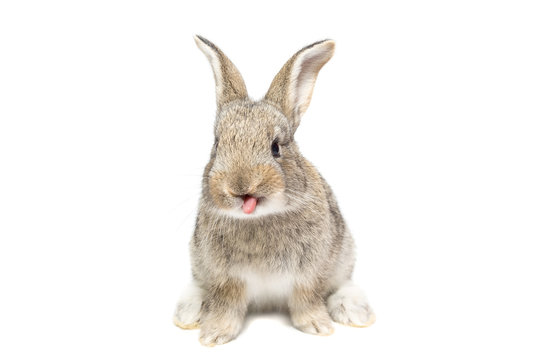 rabbit on a white background