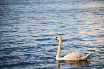 Łabędź w wodzie © Micha