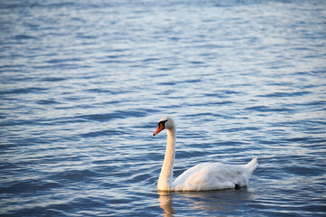Łabędź w wodzie © Micha
