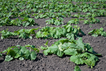 Fototapeta na wymiar Growing Zucchini in the field
