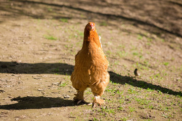 Beautiful fluffy chicken standing on the ground