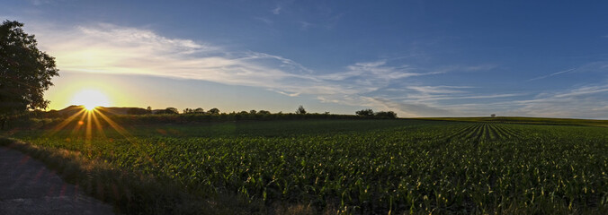 Weinberge im Sommer