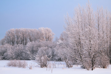 Trees covered with rime in a frosty winter day