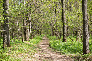 Long trail through a beautiful forest. Summer landscape.