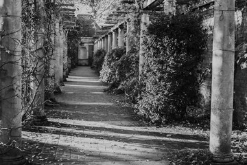 Obraz premium The Pergola, Hampstead Heath park b&w