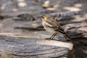 bird