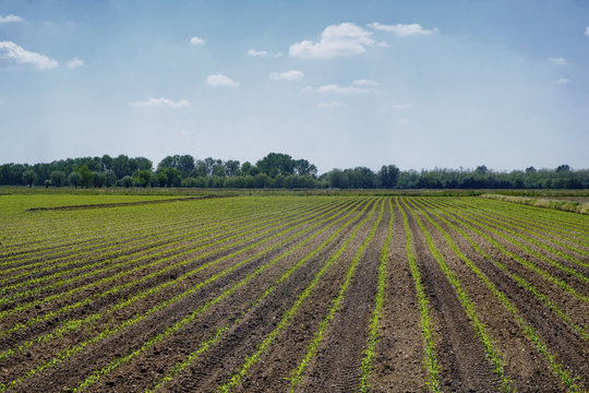 Bicycle lane along the Naviglio of Bereguardo (Italy)