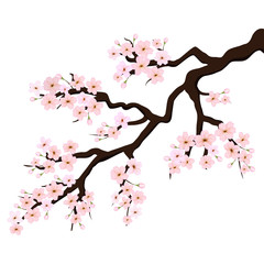 Branch of Sakura or Cherry Blossoms. Vector