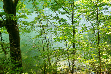 Fototapeta premium Geheimnisvoller See im Wald