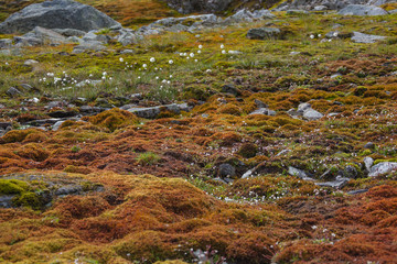 Brown tundra landscape on high mountain plateau, Norway - obrazy, fototapety, plakaty