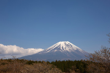 Fototapeta premium 芝桜会場から見る富士山