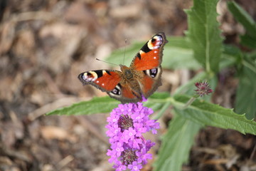 papillon