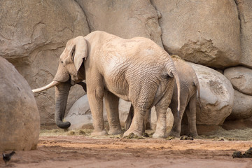 Naklejka premium African elephant with a cute elephant calf