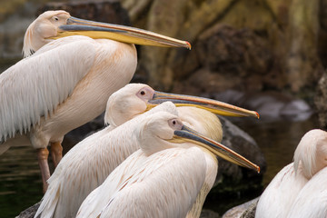 Group of pelican resting on a lake Pelecanus philippensis