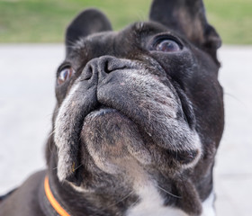 Black french bulldog, looking up. Selective focus on the eyes and nose